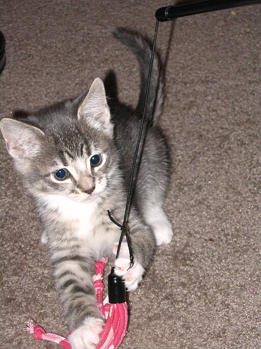 7 Popular Mind and Body Enrichment Tips for Indoor Cats