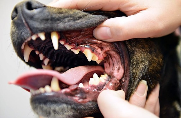 Create an Easy Dental Care Routine for Your Dog