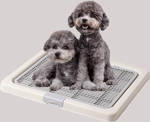 Your Easy To Follow First Week Puppy Training Guide
