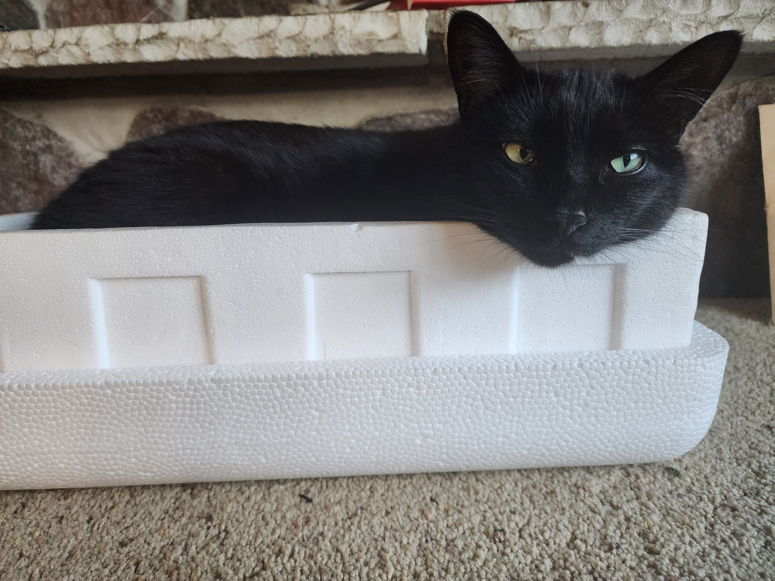 How to Troubleshoot Cat Litter Box Problems