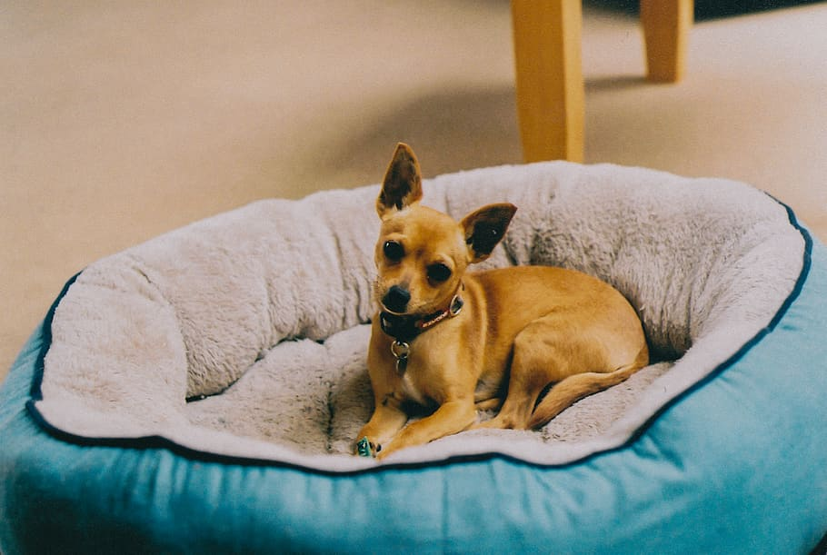 How To Build a Calming Corner for Your Dog