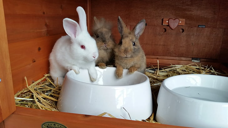 Simple Care Routines for Small Pets That Don’t Overwhelm