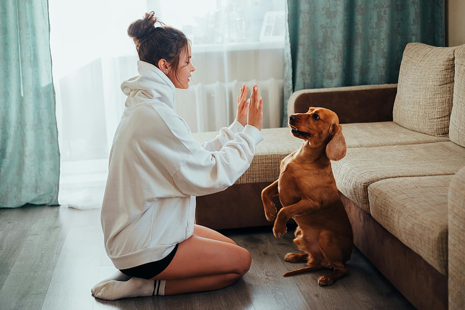 5 Powerful Communication Cues Your Pet Should Know