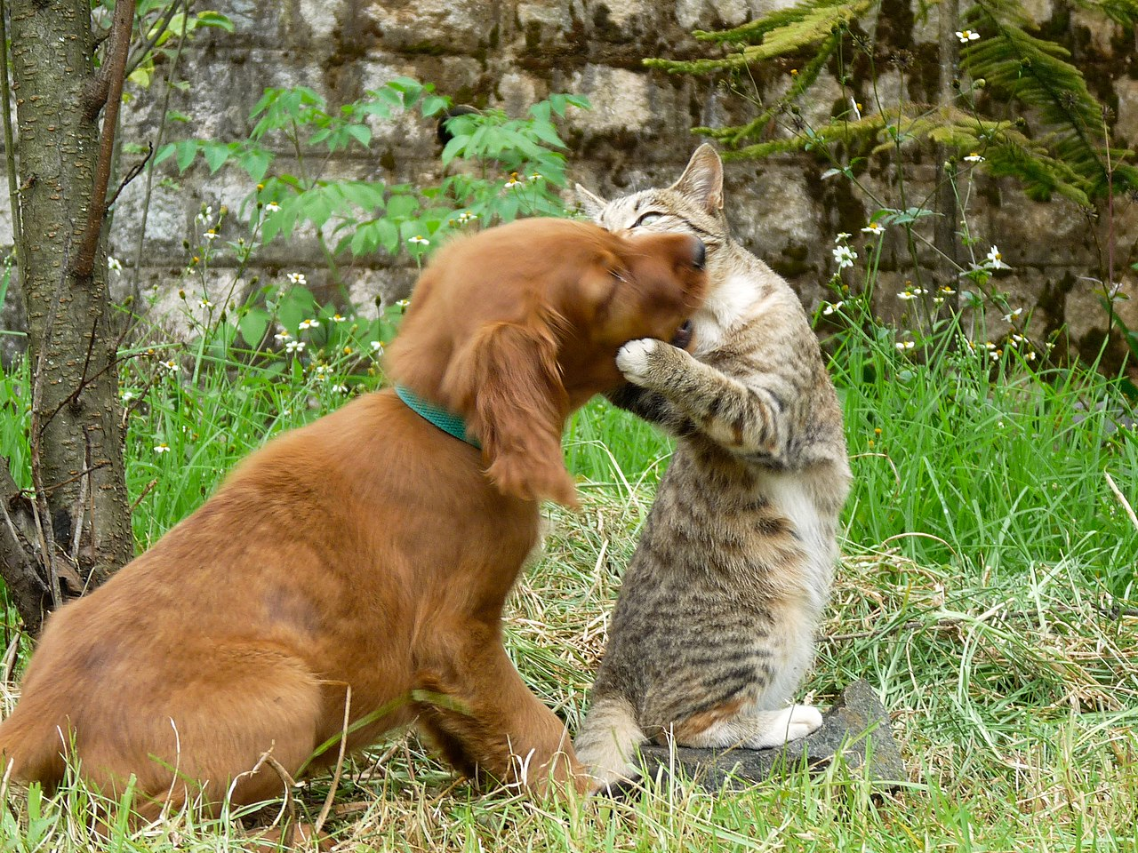 Want Multi-Pet Household Harmony? Here are 5 Easy Tips You Can Try