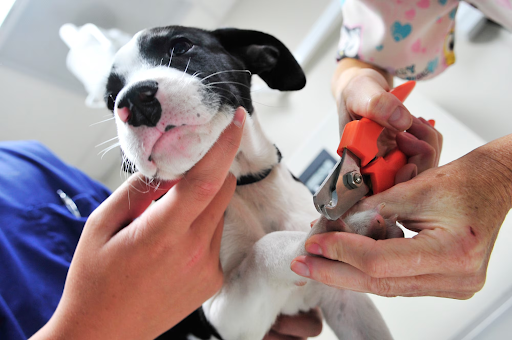 How to Create a Stress-Free Routine for Vet Visits