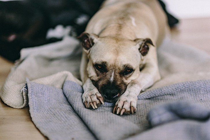 5 Popular Comfort Tips to Help Your Aging Pets